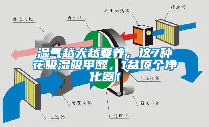 濕氣越大越要養(yǎng)，這7種花吸濕吸甲醛，1盆頂個(gè)凈化器！